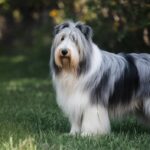 Salon de toilettage - Bearded Collie - Belmont - Canton de Vaud
