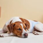 Chienne en chaleur portant une culotte hygiénique, reposant dans un intérieur calme