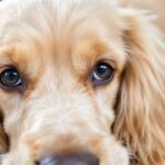 Nœuds et otites Cocker à Mézières – conseils chez Espace Toutou Relax