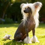 Toilettage Chien Chinois à Crête Mézières – soin professionnel chez Espace Toutou Relax