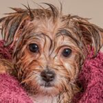 Salon de toilettage canin - Vucherens - Canton de Vaud