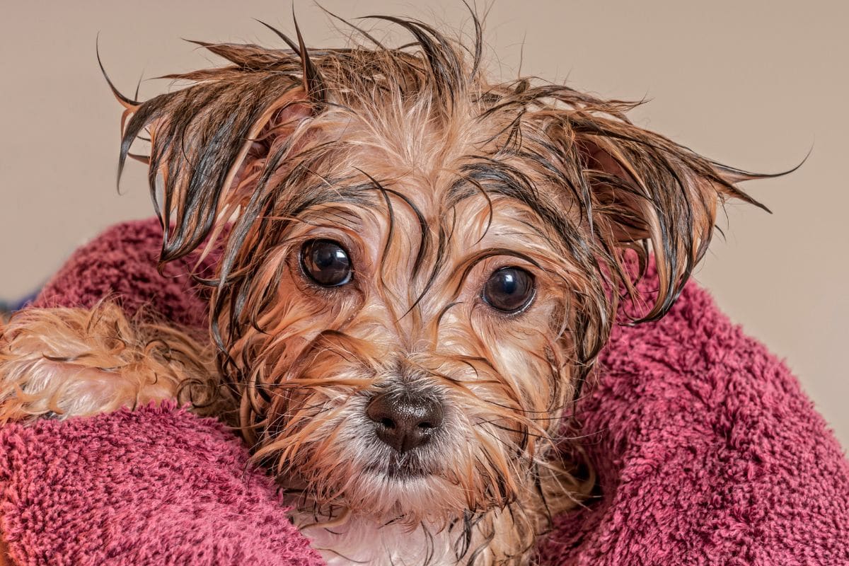 Salon de toilettage canin - Vucherens - Canton de Vaud